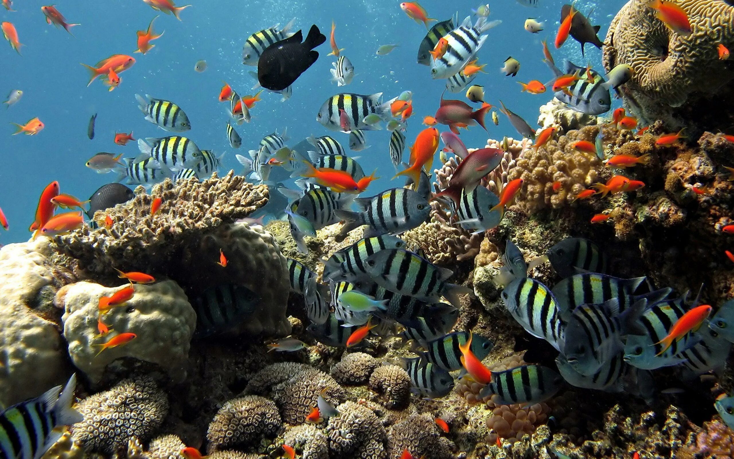 Живой мир видео. Коралловый риф в Шарм Эль Шейхе. Рифовая акула Шарм Эль Шейх. Шарм-Эль-Шейх подводный мир. Хиккадува Корал риф.