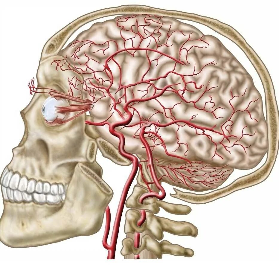 Головной мозг в полости черепа. Строение черепа и мозга человека. В передних отделах мозга расположены. Мозг в черепной коробке. Мозг в черепной коробке.