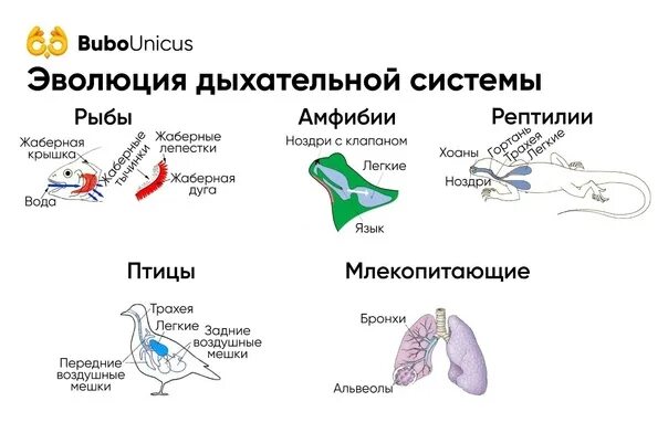 Эволюция дыхательной системы позвоночных. Эволюция дыхательной системы беспозвоночных животных. Филогенез дыхательной системы млекопитающих. Схема развития дыхательной системы позвоночных. Укажите главные черты отличия птиц от пресмыкающихся