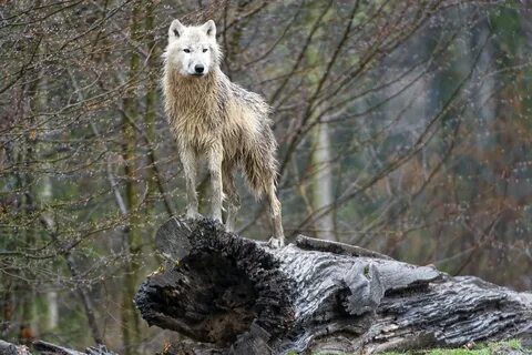 Stand wolf