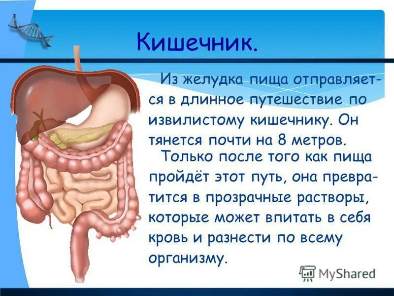 Пища передвигается по пищеводу. Пища не проходит по пищеводу в желудок. Почему плохо проходит пища. Почему плохо проходит пища. Почему плохо проходит пища.