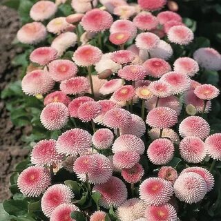 Маргаритки сколько