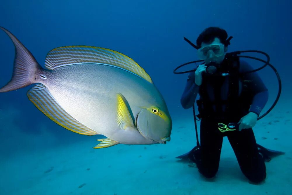 Рыба хирург почему. Acanthurus Mata. Красное море рыба хирург. Хирург Королевский хепатус. Хирург мата s /Acanthurus Mata.