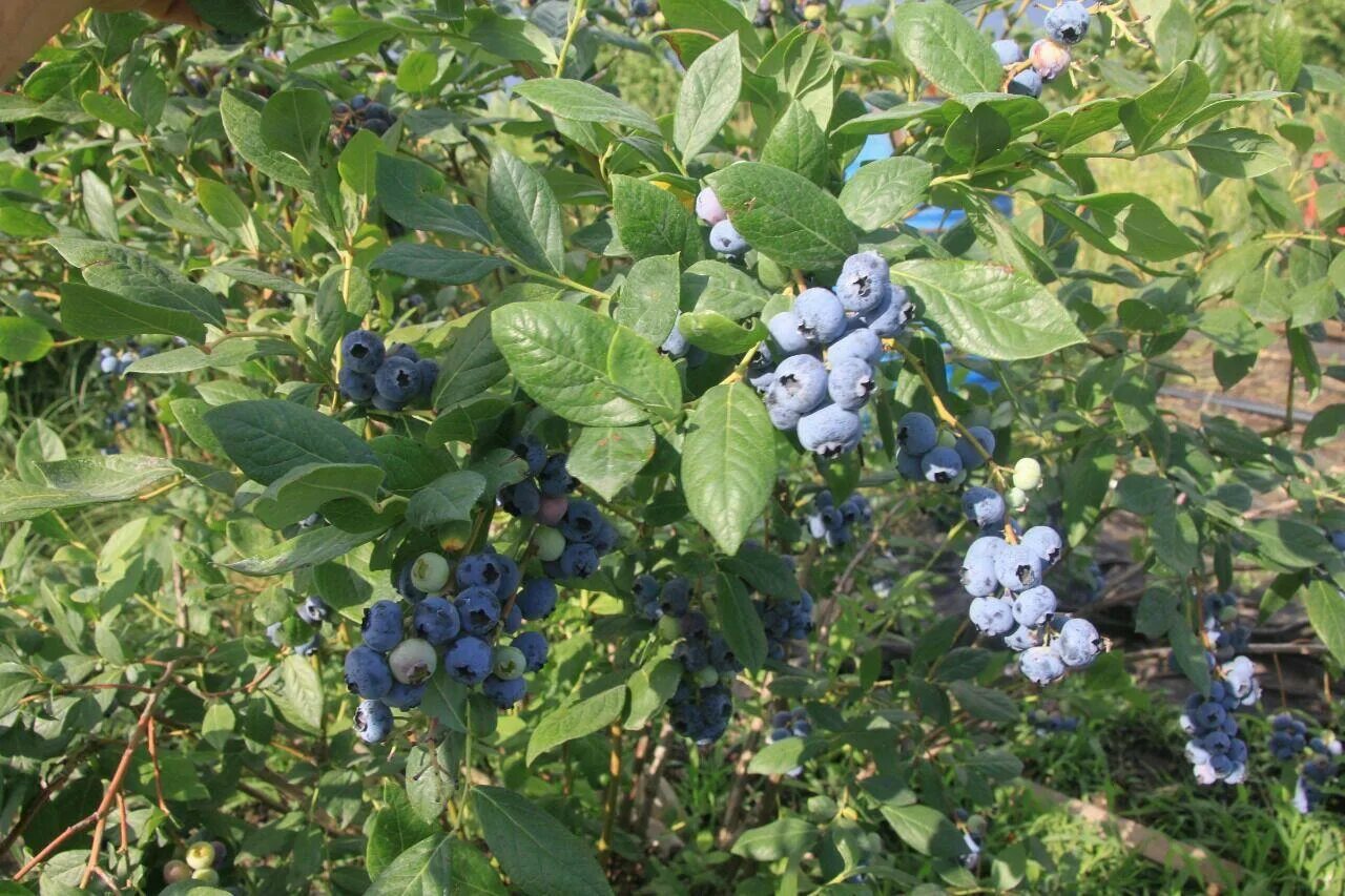 Голубика Садовая. Голубика Блюкроп куст. Голубика Садовая (Vaccinium corymbosum Duke p10). Голубика Садовая (Vaccinium corymbosum Darrow c1.5).