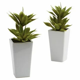 Plant w