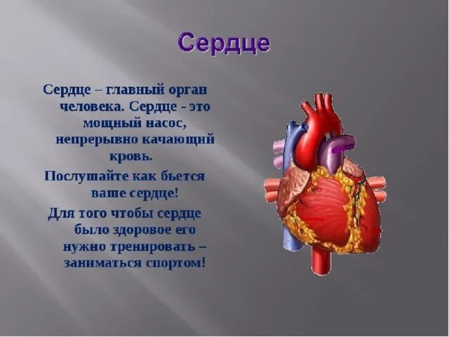 Слепое сердце это. Строение сердца презентация доклад. Внутренние органы сердце. Рассказ про сердце человека.