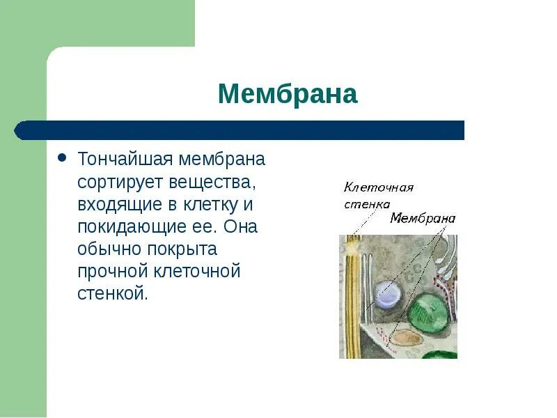 Клеточная мембрана определение 5 класс биология. Что такое клеточная мембрана в биологии 5 класс. мембрана клетки 5 класс биология. мембрана биология 5 класс. клеточная мембрана клетки 5 класс биология.