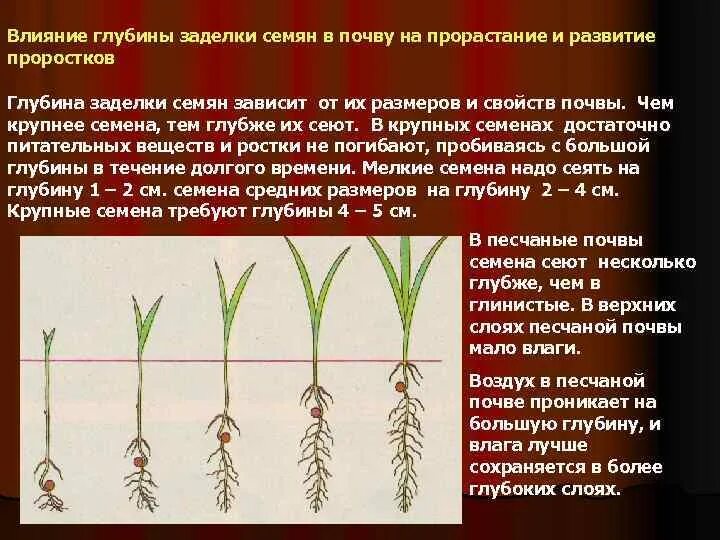 Глубина посева для прорастания семян. Влияние глубины заделки семян на прорастание семян. Прорастание семян условия прорастания глубина заделки. Как зависит глубина посева на прорастание семян. Почему для посева отбирают крупные