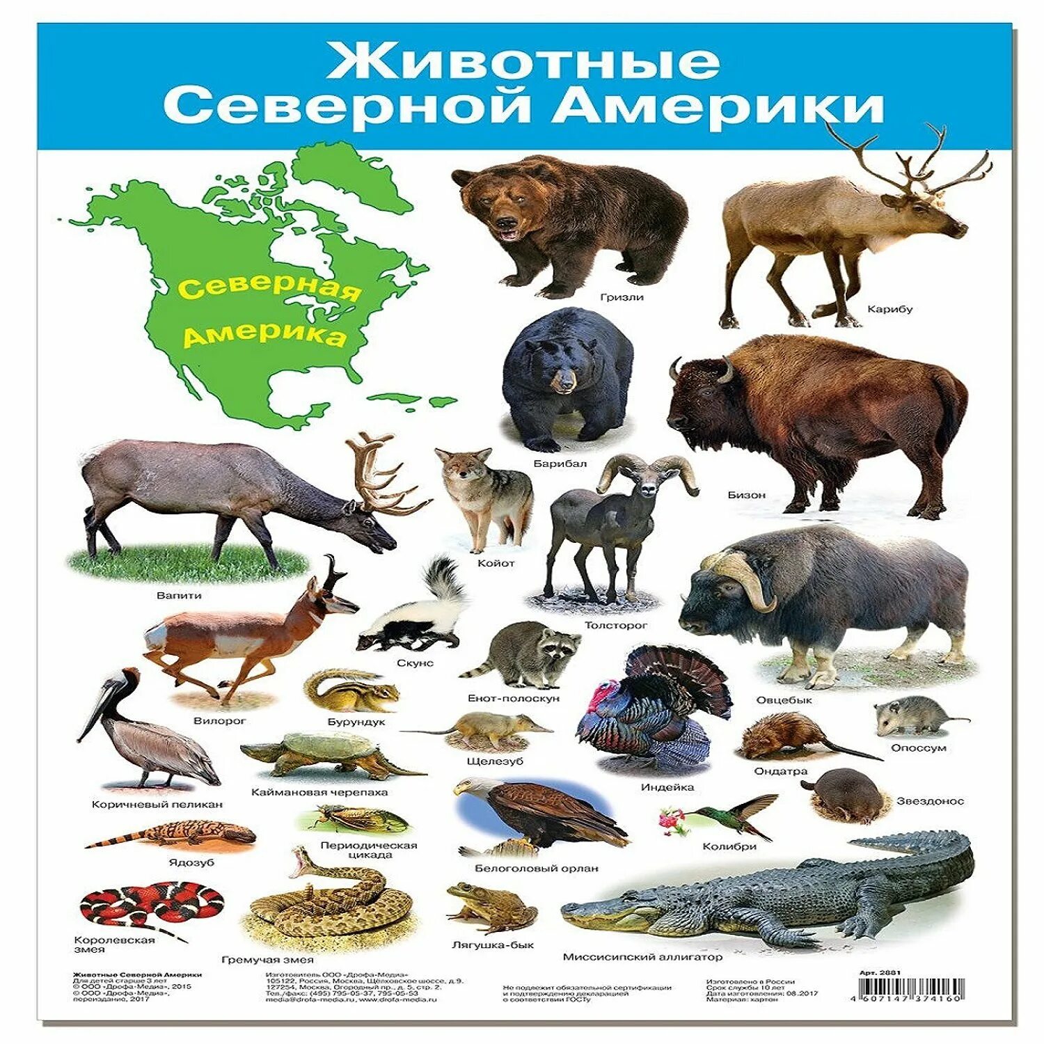 Животные Северной Америки. Животные Северной Америки плакат. Кто обитает в Северной Америке. Дикие животные Северной Америки. Кто живет в южной америке животные