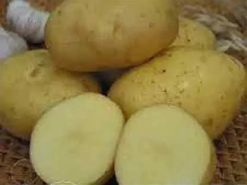 Картофель триумф отзывы. Картофель семенной "Брянский деликатес". Картофель Брянский деликатес супер элита. Сорт картофеля Венета. Картофель сорта Латона семенной.