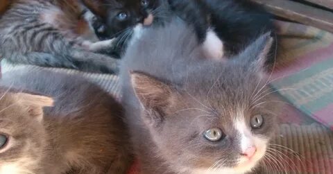 Авито животные котята