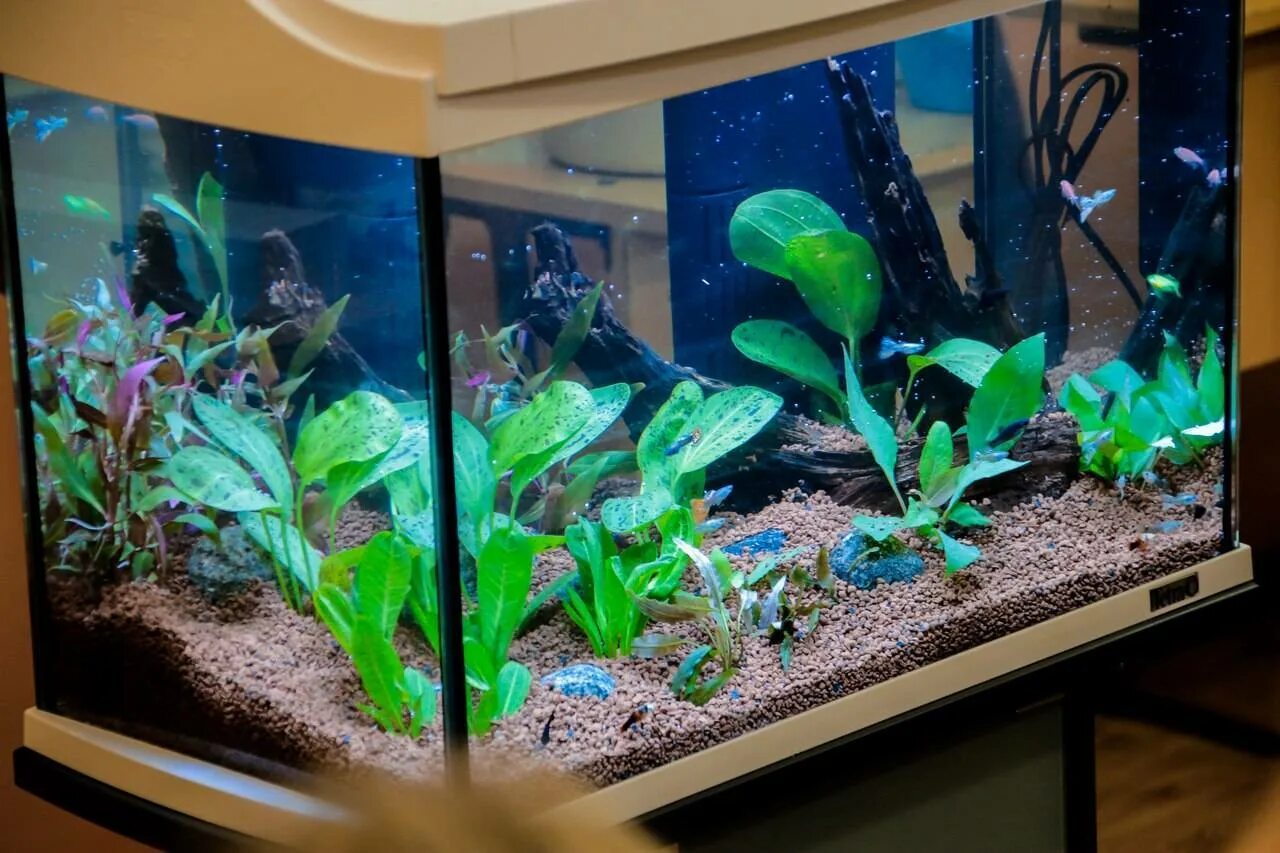Как ухаживать за аквариумными. Проект аквариум. Обитатели домашнего аквариума. Аквариум с рыбками в офисе. Аквариум на окне.