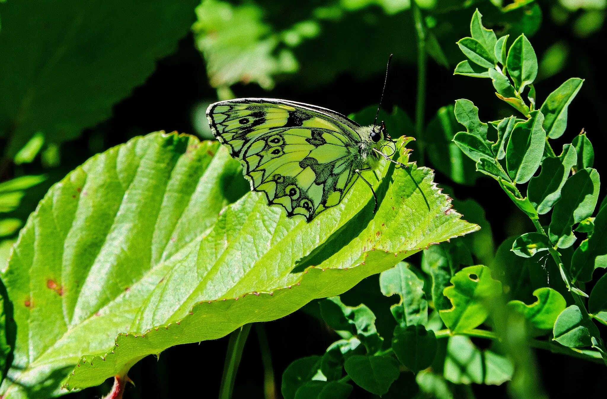 Бабочка ленточник Мимикрия. Покровительственная окраска бабочки. Мимикрия и покровительственная окраска. Мимикрия маскировка покровительственная окраска.