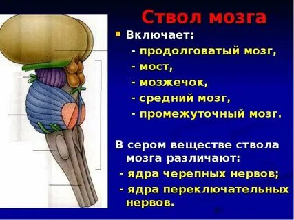 Продолговатый мозг и мозжечок