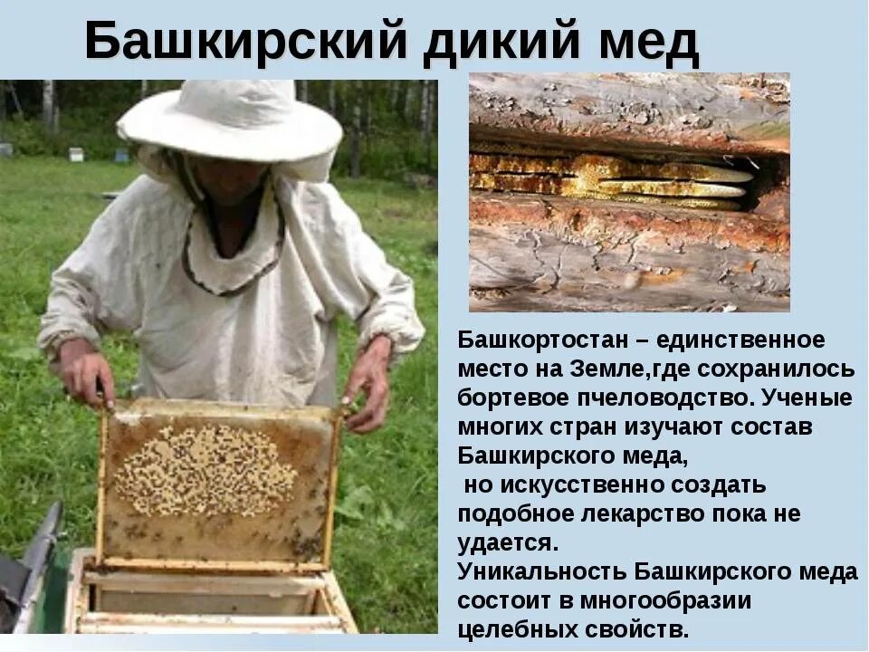 Пчеловодство у восточных славян предшествовало