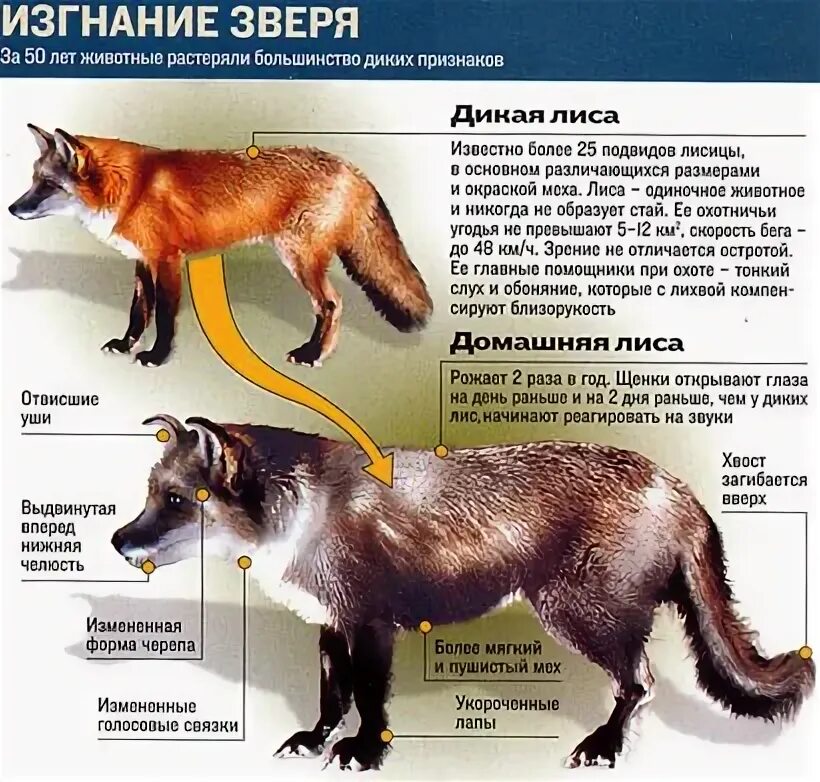 Одомашнивание лисиц эксперимент. Одомашненные лисы. Опыт Беляева по одомашниванию лисиц. Домашняя и Дикая лиса отличия.