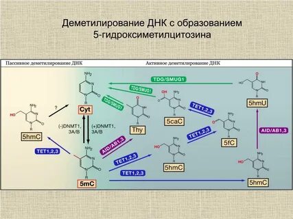 Активная днк