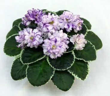 Фиалки фото сорт ле