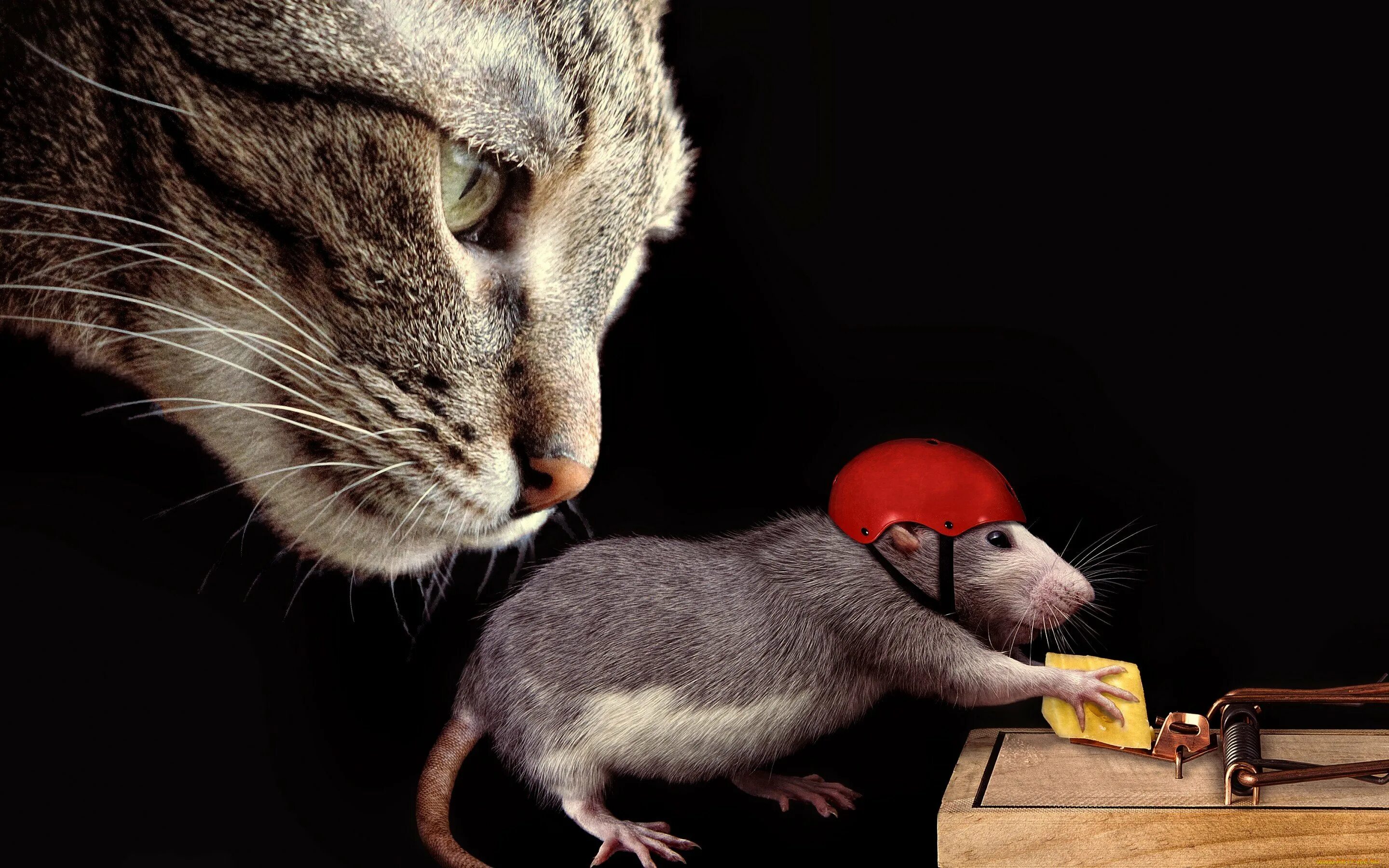 Котенок мышь. Кот и мыши. Кошки-мышки. Котик с мышкой. Кот и крыса.