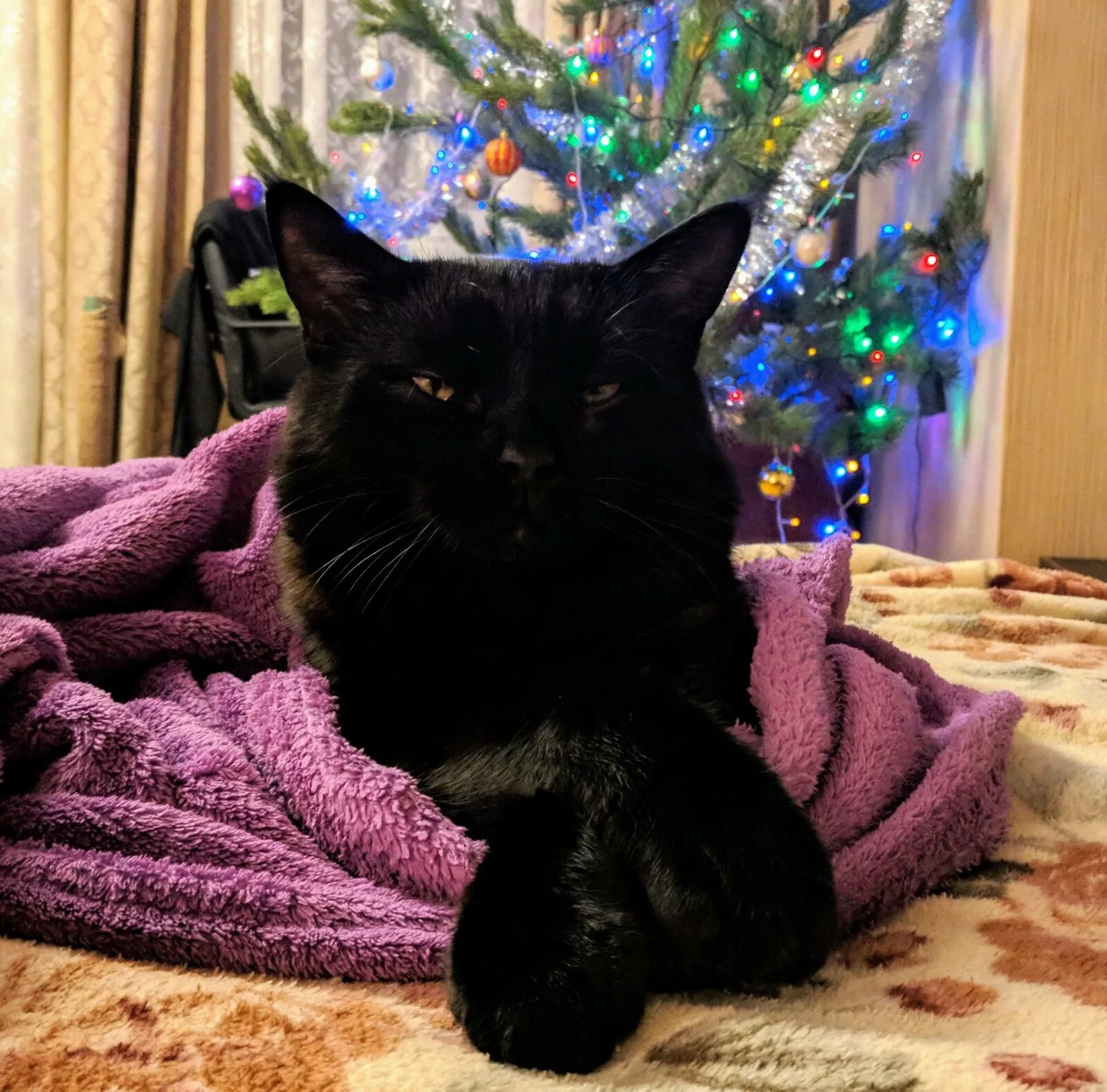 Кот нэп фиолетовый. Новогодний черный кот. Черный кот новый год. Черный котенок новогодний. Новогодние коты черные.