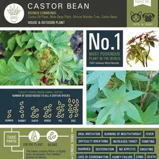 Poison plant