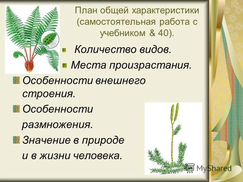 Вывод об особенностях строения папоротникообразных. Вывод об особенностях строения папоротникообразных