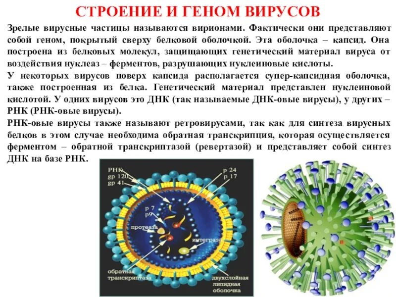 Геном называют. Капсид белковая оболочка вируса. Структура вирусного генома. Строение генома вируса. Строение вирусных геномов.