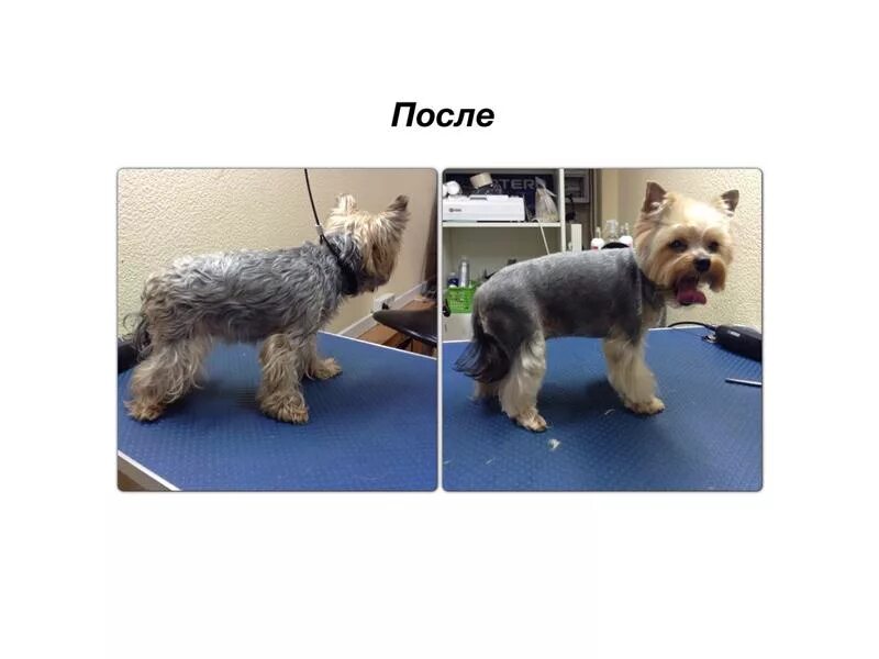 Стрижка собак номер. Парикмахерская для собак. Модельная стрижка собак. Собака с прической. Стрижка собак номер.