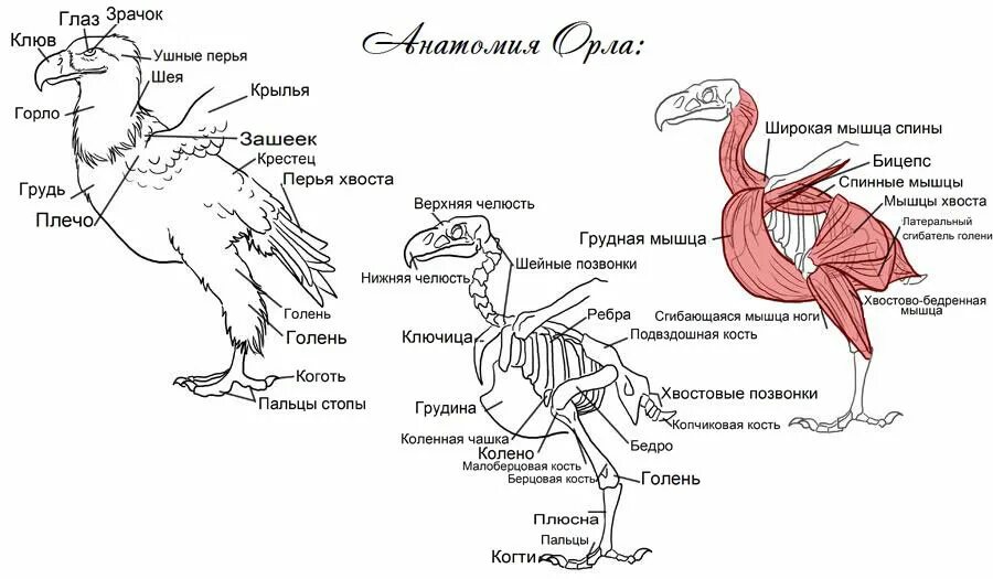 Мышечная система птиц строение. Особенности внутреннего строения орла. Анатомическое строение птицы. Внутреннее строение орла