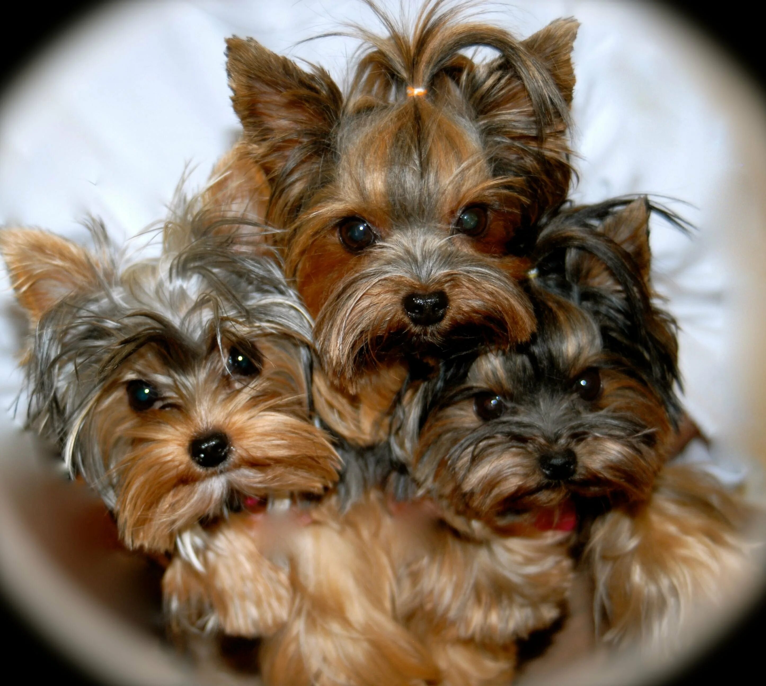 Карликовый йоркширский терьер. Карликовый йоркширский терьер. Сколько йоркширские терьеры. Терьер йоркширский малошерстный. Терьер йоркширский малошерстный.