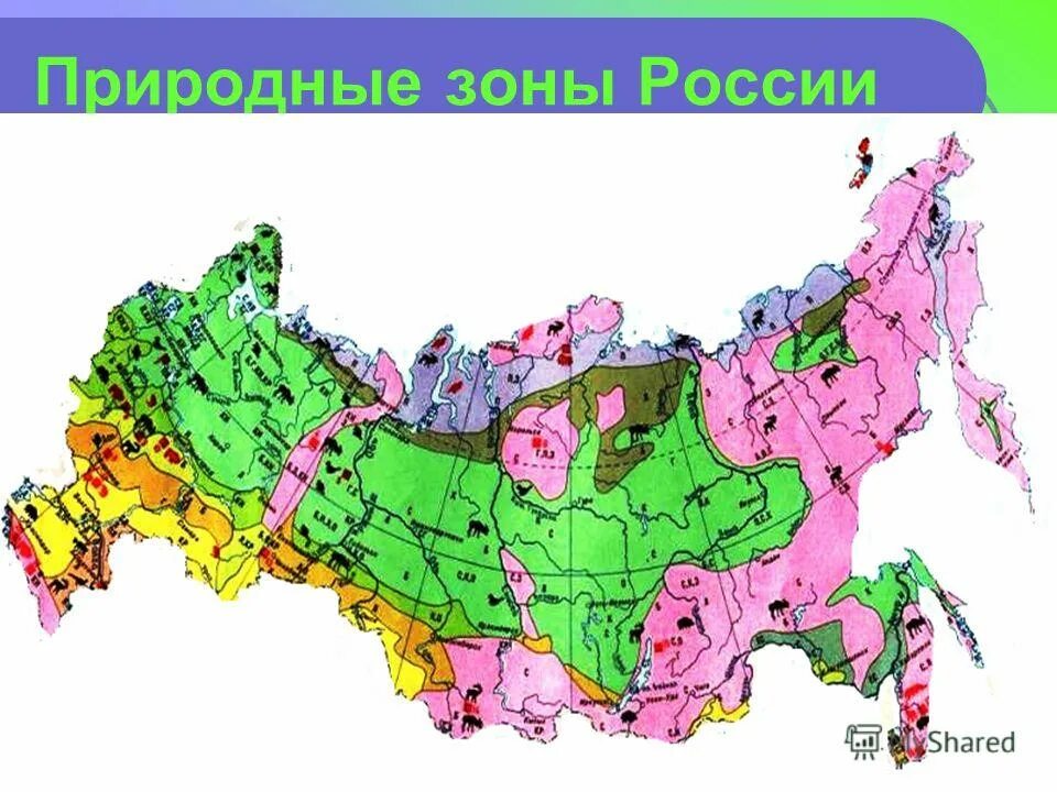 Природные зоны россии 5 класс тест. Природные зоны России. Карта природных зон.