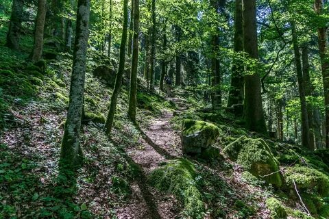 Wald