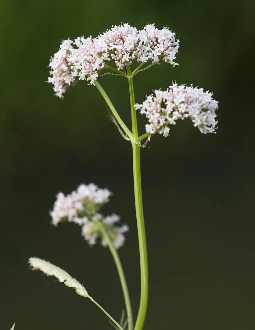 Валерьянка трава. Валериана Аянская. Валериана. (Valeriana officinalis). Валериана лекарственная / Valeriána officinális. Валериана двудомная.