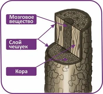 Слои волосяного стержня