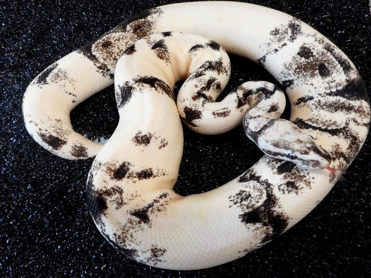 The white lipped python in 2022 Pet snake, Cute reptiles, Snake