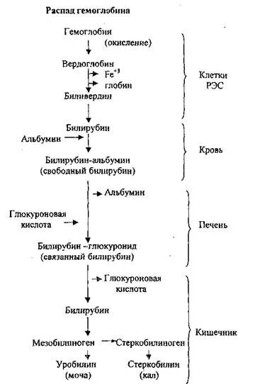 Схема распада гемоглобина биохимия. Распад гема схема. Схема распада гемоглобина до билирубина. Распад (катаболизм) гемоглобина схема. Распад мочи