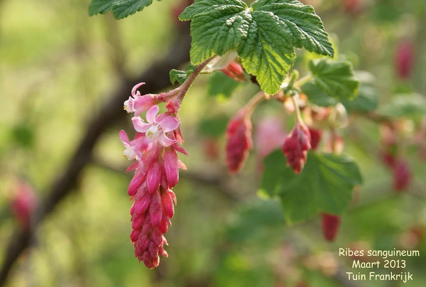 Смородина кроваво-красная Пулборо Скарлет. Растение ribes sanguineum. Смородина Кровавая (ribes sanguineum). Ribes sanguineum ягоды. Смородина кроваво красная