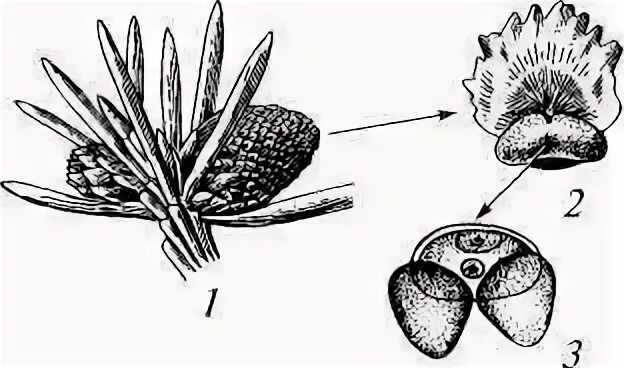 Микроспорофилл голосеменных. Пыльца мужской гаметофит. Пыльца мужской шишки сосны. Микроспорофилл с двумя микроспорангиями. Пыльца с воздушными мешками