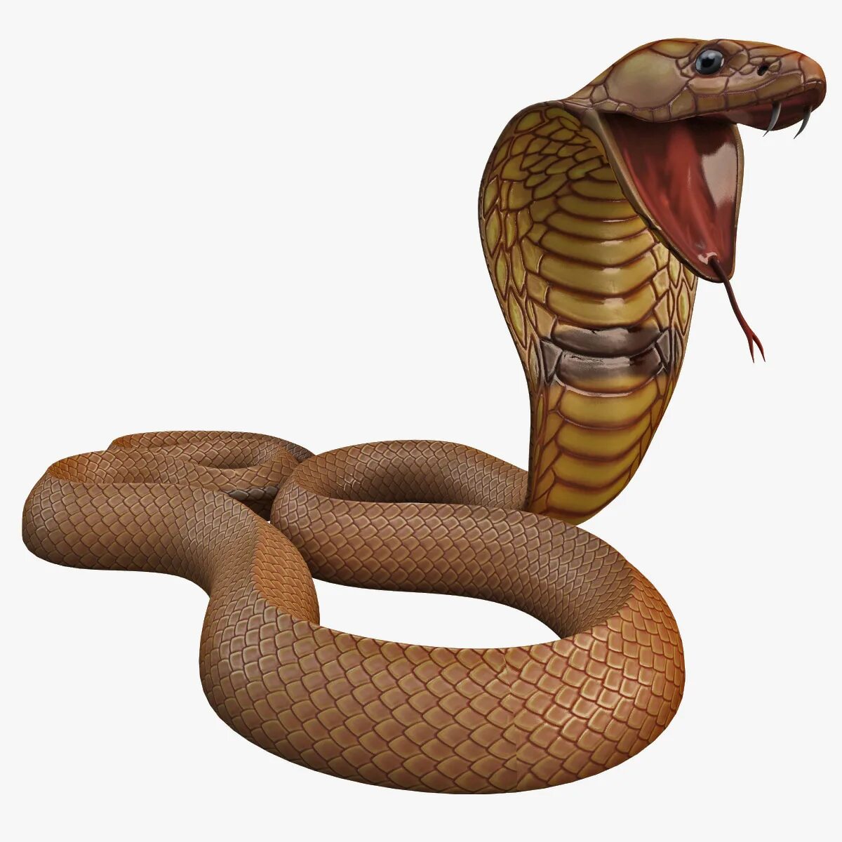 D snake. Змея Кобра. Змея на белом фоне. Змея для детей на прозрачном фоне. 3d модель змеи.