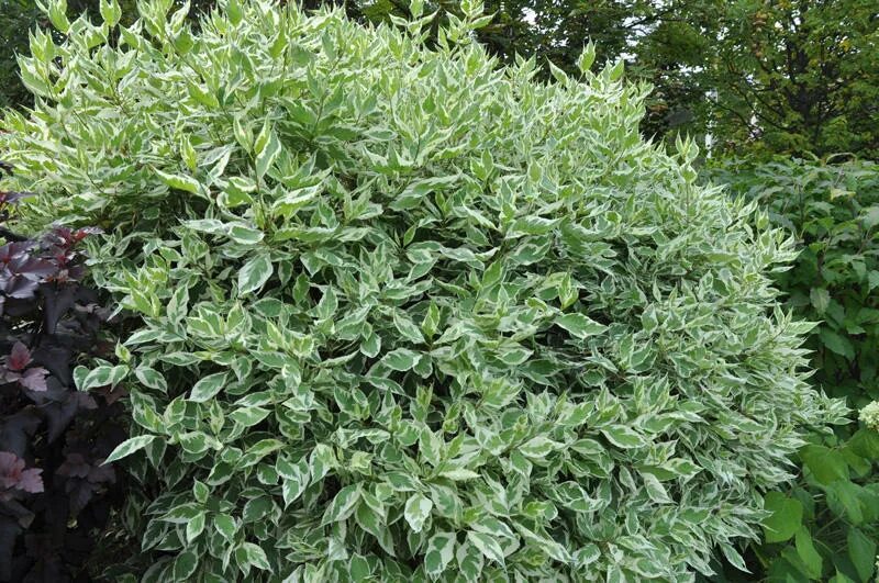 Дерен белый элегантиссима. Дёрен белый sibirica variegata. Дерен сибирика элегантиссима. Кустарник элегантиссима фото. Кустарник элегантиссима фото.