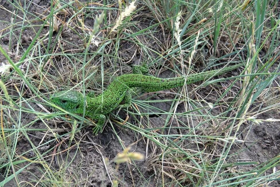 Прыткая ящерица трофический уровень. Прыткая ящерица Lacerta Agilis. Яйца прыткой ящерицы. Горненский заказник ящерица прыткая. Прыткой ящерицы Lacerta Agilis, ареал.