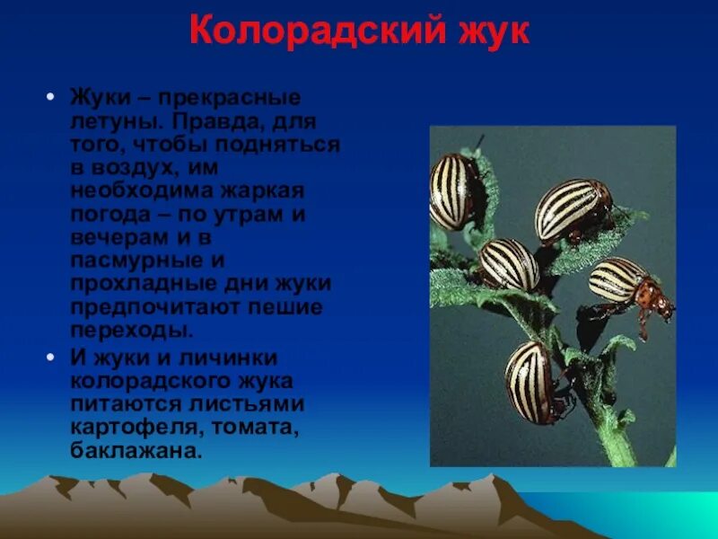 Какую среду обитания освоил колорадский жук ответ. Сообщение о колорадском жуке. проект колорадский жук 2 класс. колорадский жук презентация. колорадский жук сообщение кратко.