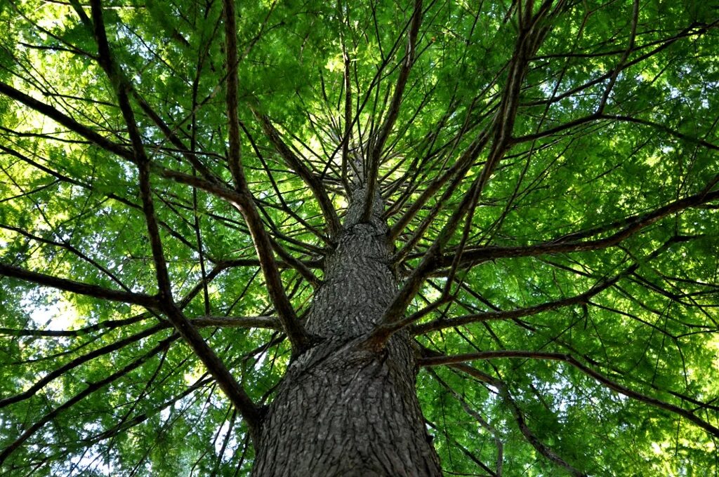 Look at this tree. Фото деревья вверх. роо-ап дерево. гугл на дереве. tree looking up.