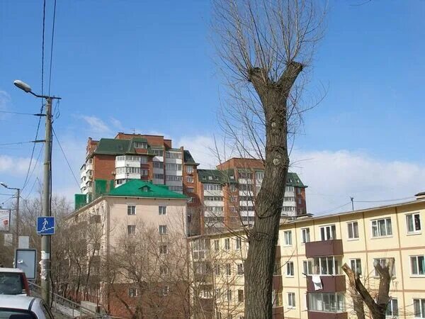 Новосибирский Дендропарк Ясень маньчжурский