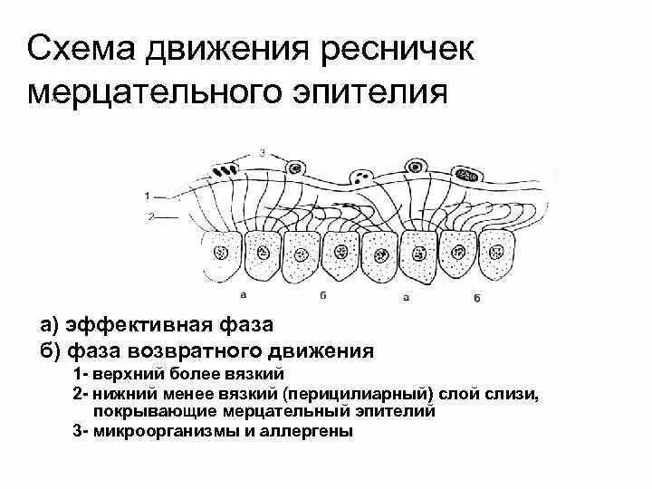 Схема движения ресничек. Движение ресничек мерцательного эпителия. Реснички мерцательного эпителия. Мерцательный эпителий схема. Медицинский препарат проникает в клетки мерцательного