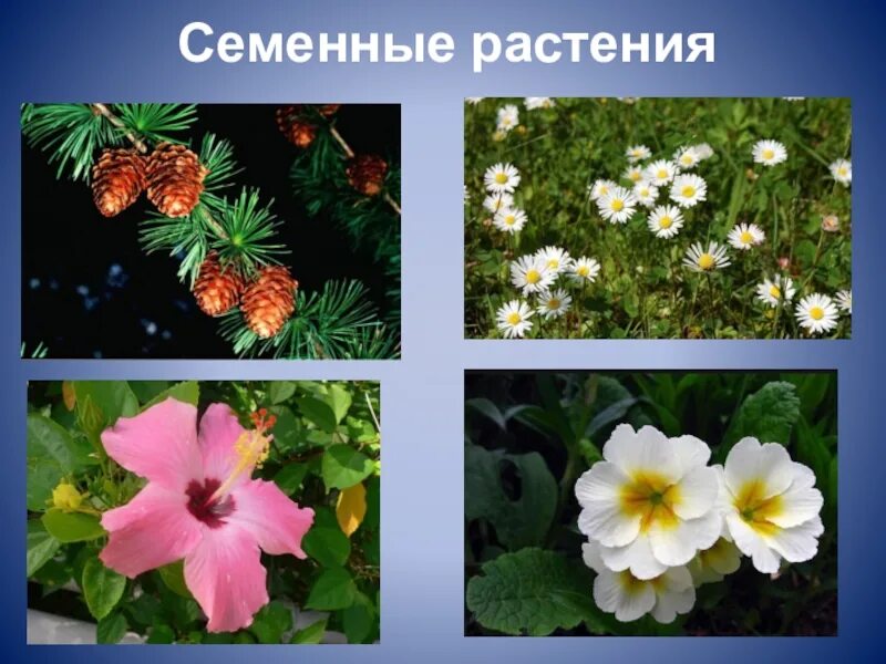 Покрытосеменные семенные растения. Высшие семенные растения. Многообразие семенных растений. Представители семенных растений. Семенные растения примеры организмов