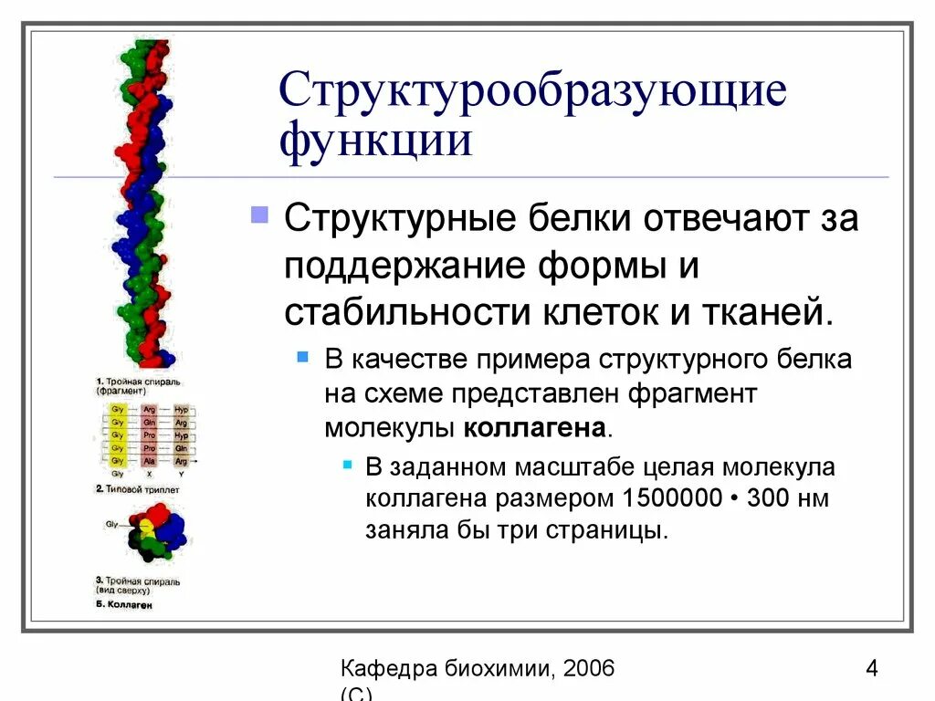 Структурные белки. Структурная функция белка. Коллаген белок функция. Структурные белки функции.