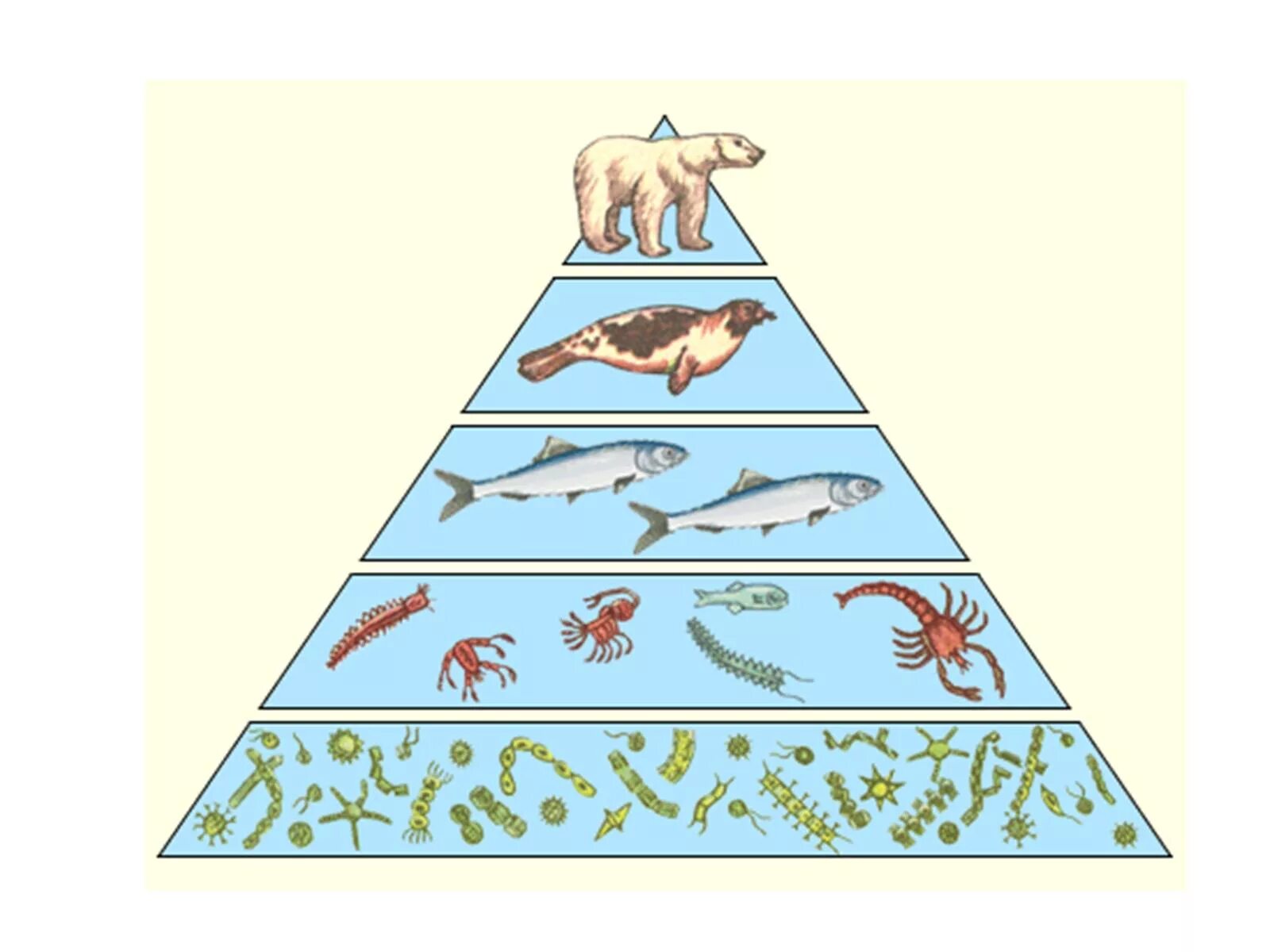 Экологические пирамиды пирамида биомасс. Пирамида биомассы пищевой цепи. Экологическая пирамида биогеоценоза. Пирамида биомасс пирамида чисел пирамида энергии. Все живые организмы в том числе