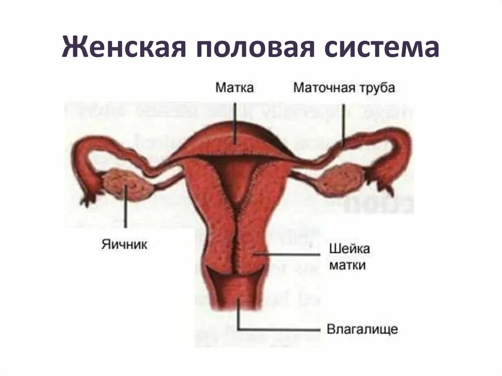 Женская половая труба. Строение матки. Схема матки женщины. Женская половая система.