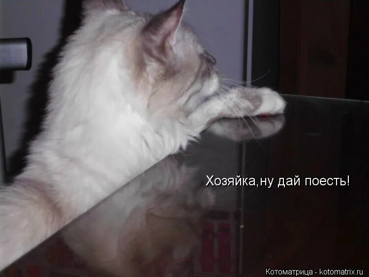 Не дали поесть. Не дают поесть. Картинки дай покушаю. Не дают поесть. Не дают поесть.